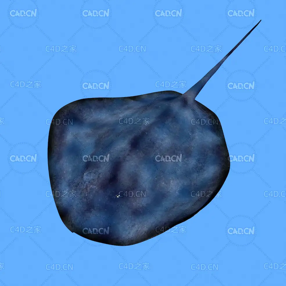 黄貂鱼C4D绑定动画模型 stingray c4d model