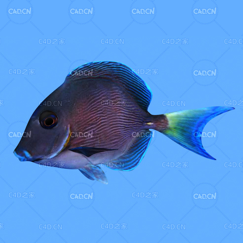 太平洋蓝塘鱼C4D绑定动画模型 blue tang c4d model