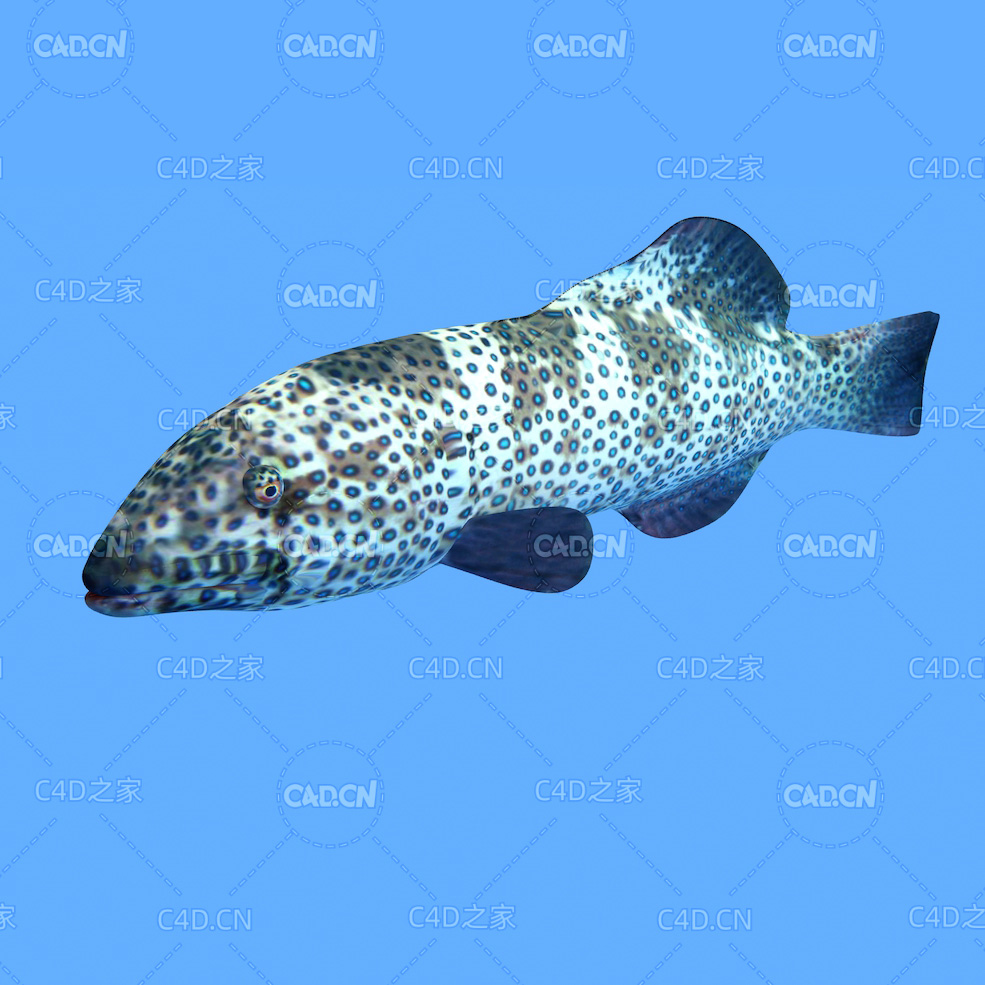 珊瑚石斑鱼C4D绑定动画模型 coralgrouper c4d model - C4D之家 - 22.jpg