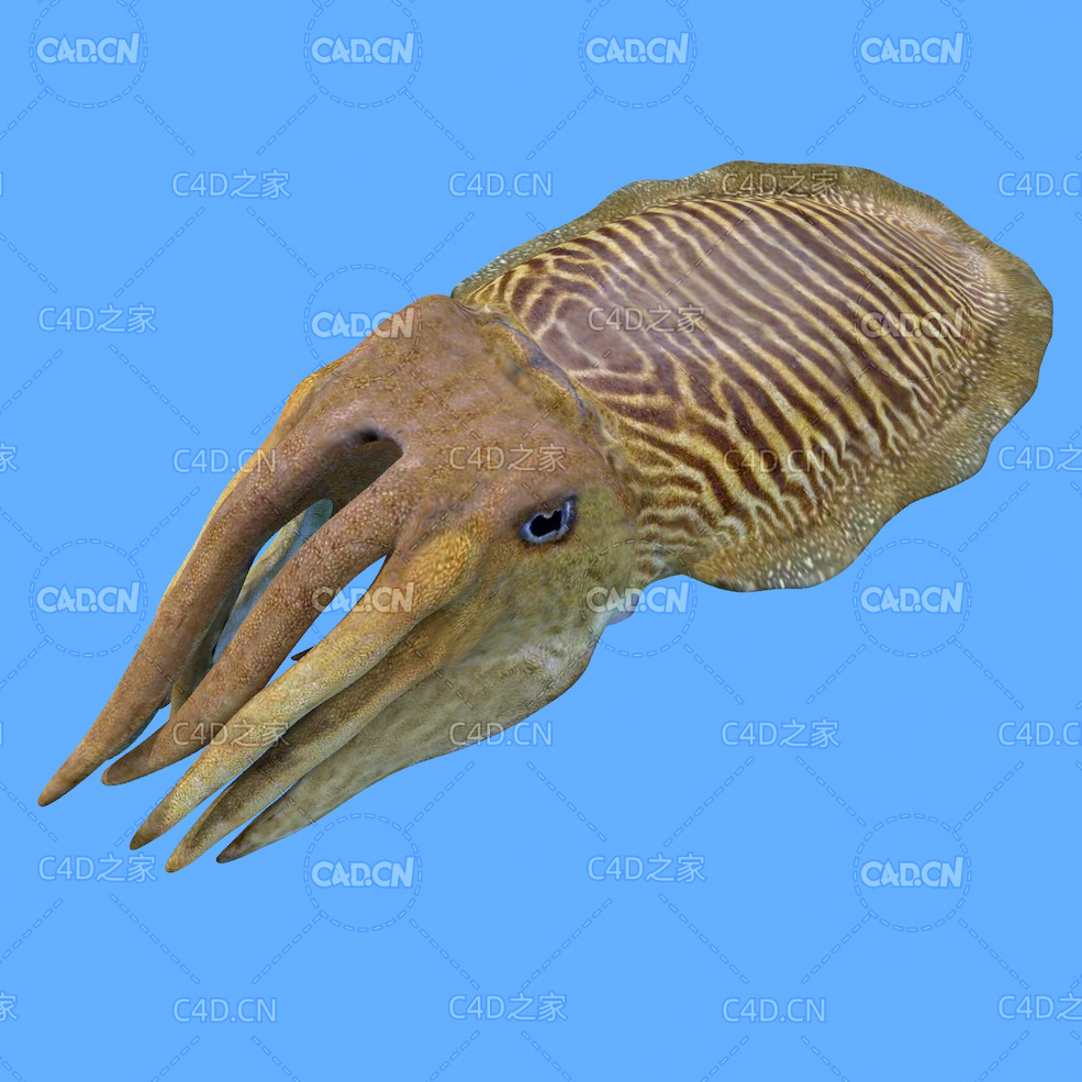 乌贼C4D绑定动画模型 cuttlefish c4d model