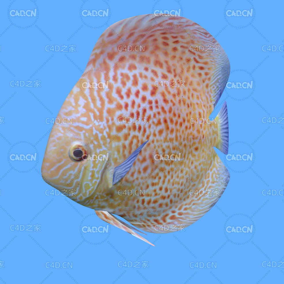 铁饼鱼C4D绑定动画模型 discus c4d model