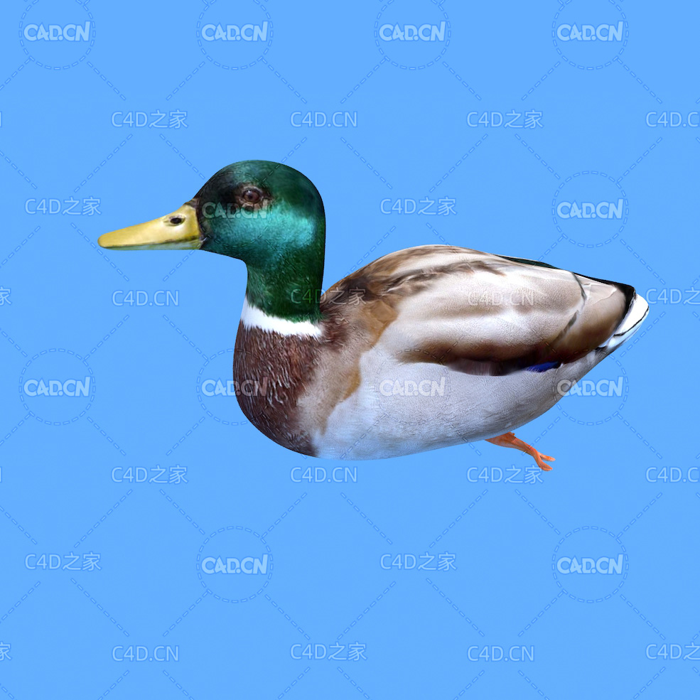 绿头鸭鸭子C4D绑定动画模型 duck c4d model