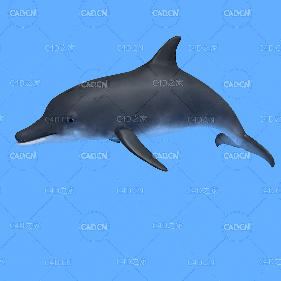 海豚C4D绑定动画模型 dolphin c4d model - C4D之家 - 27.jpg
