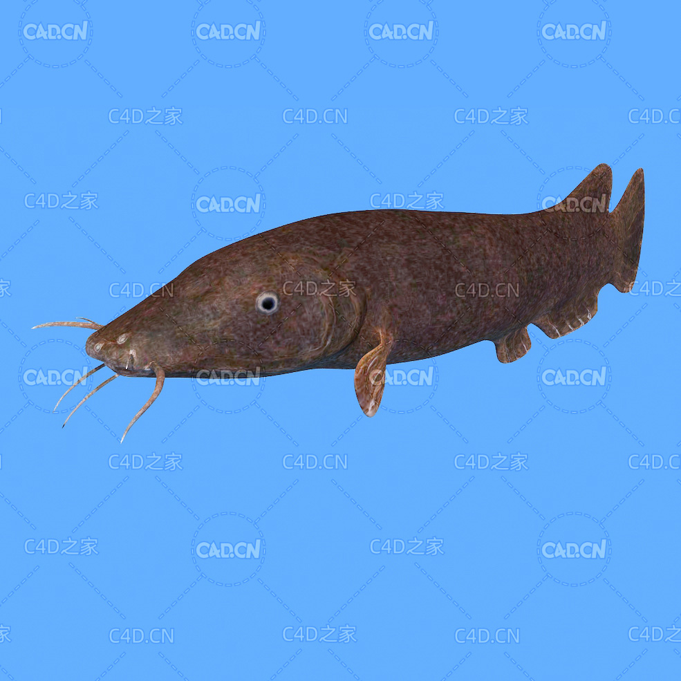 电鲇鱼C4D绑定动画模型 electric catfish c4d model - C4D之家 - 29.jpg