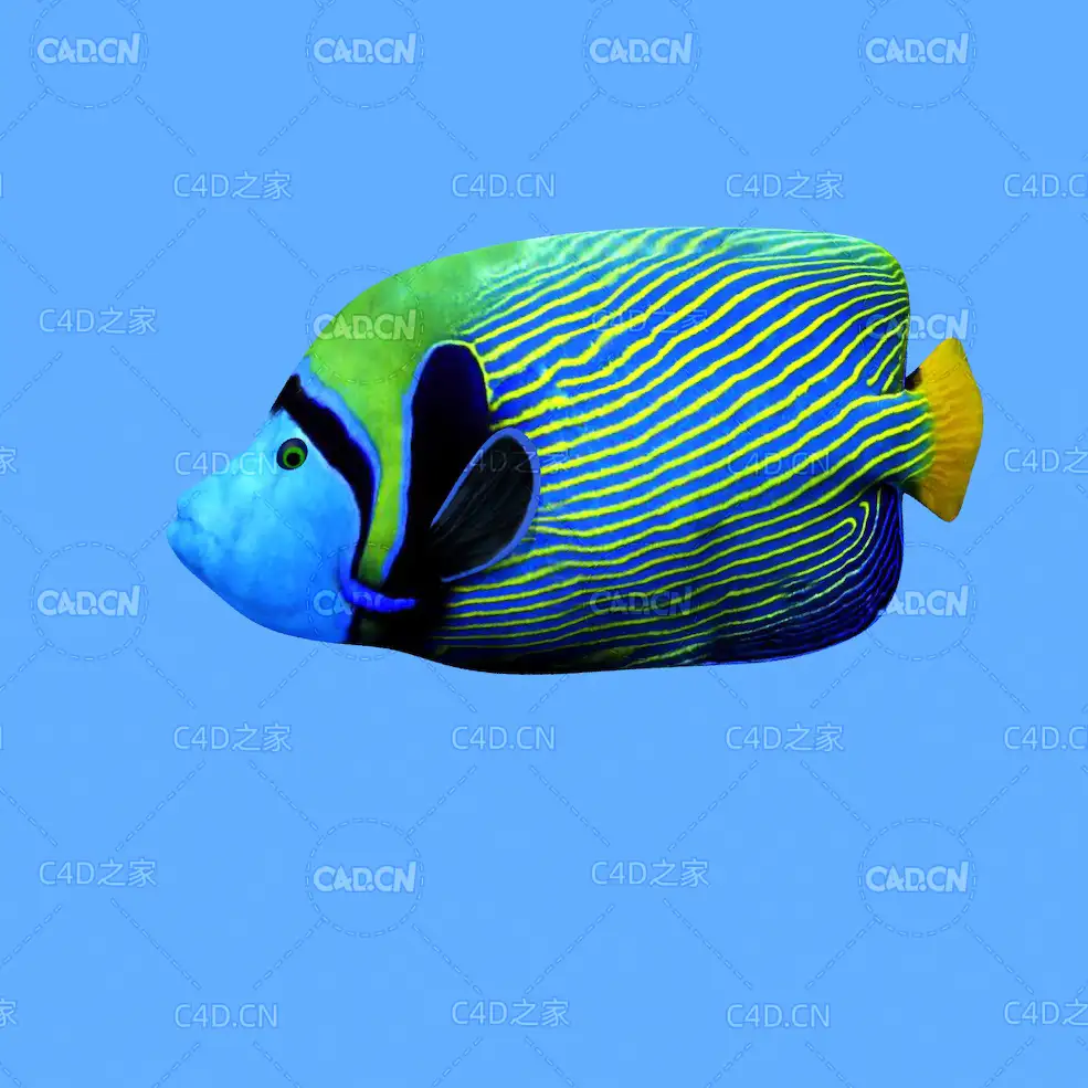 双棘甲尻鱼皇帝神仙鱼C4D绑定动画模型 emperor angelfish c4d model