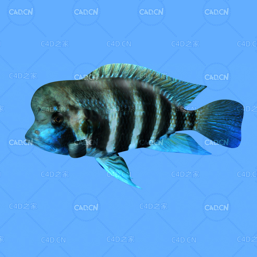 布隆迪六间鱼C4D绑定动画模型 frontosa c4d model