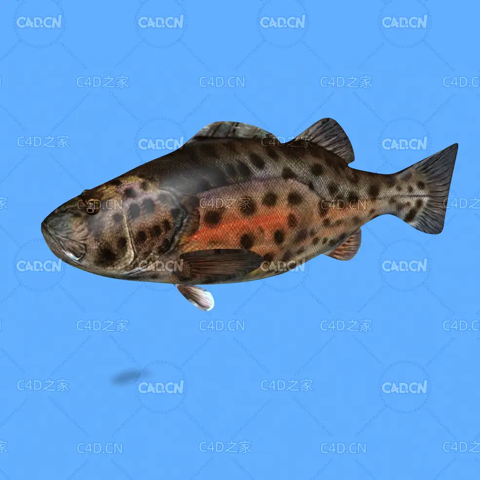 巨型鲈鱼C4D绑定动画模型 giant sea bass c4d model