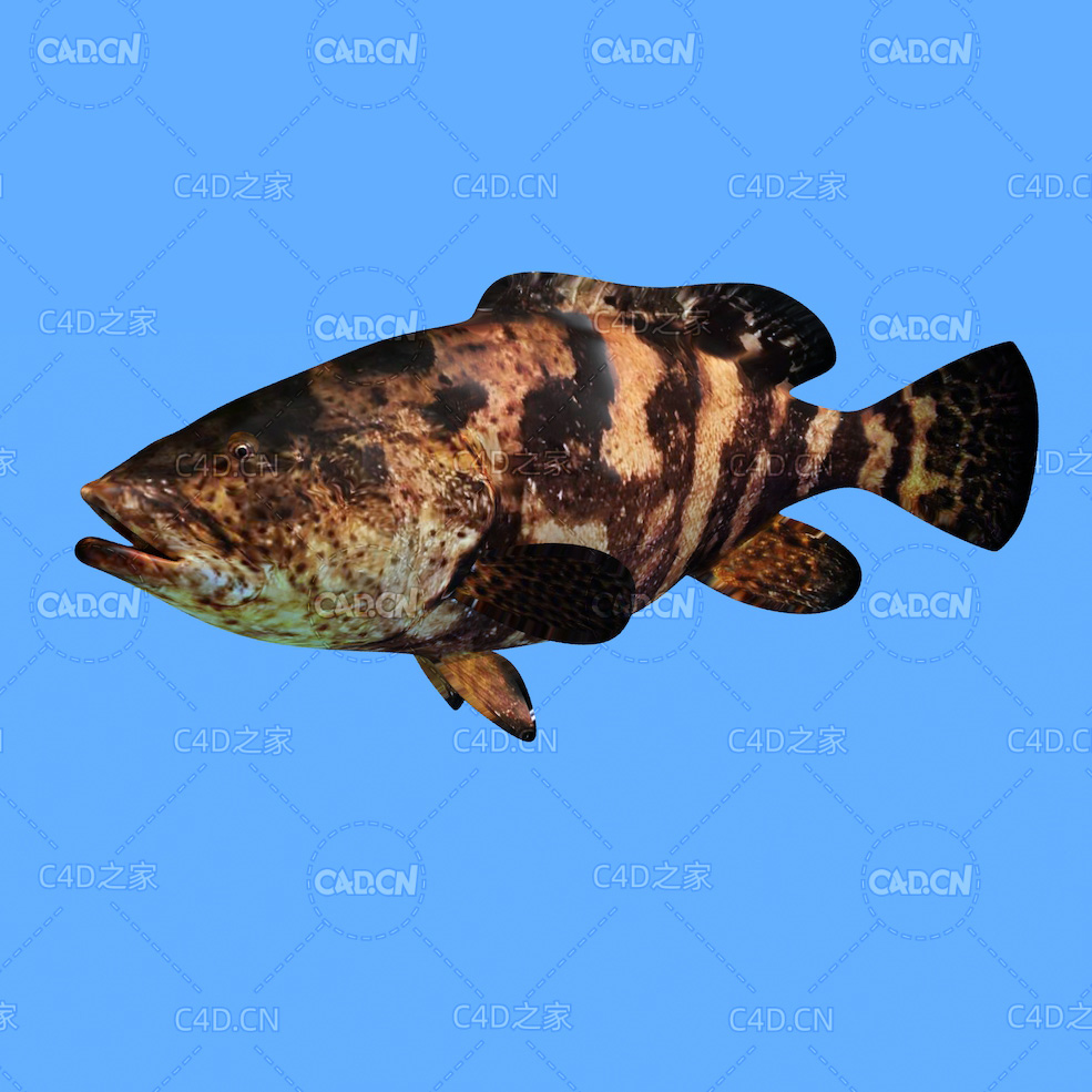 歌利亚石斑鱼C4D绑定动画模型 goliath grouper c4d model