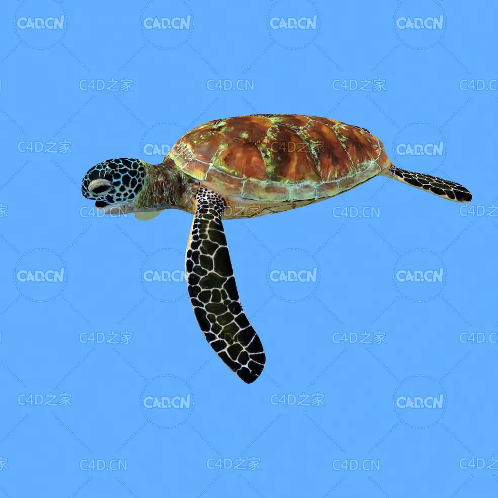 绿海龟C4D绑定动画模型 green turtle c4d model