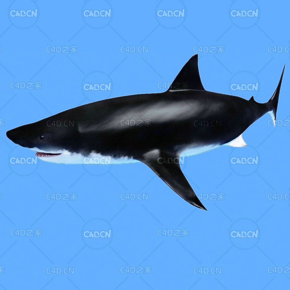 大白鲨C4D绑定动画模型 great white shark c4d model - C4D之家 - 35.jpg