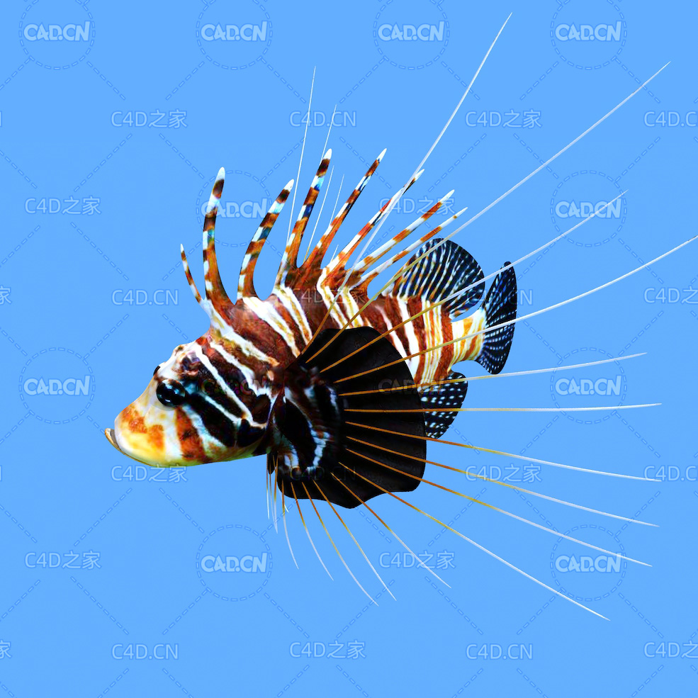 狮子鱼蓑鲉C4D绑定动画模型 lionfish c4d model - C4D之家 - 38.jpg
