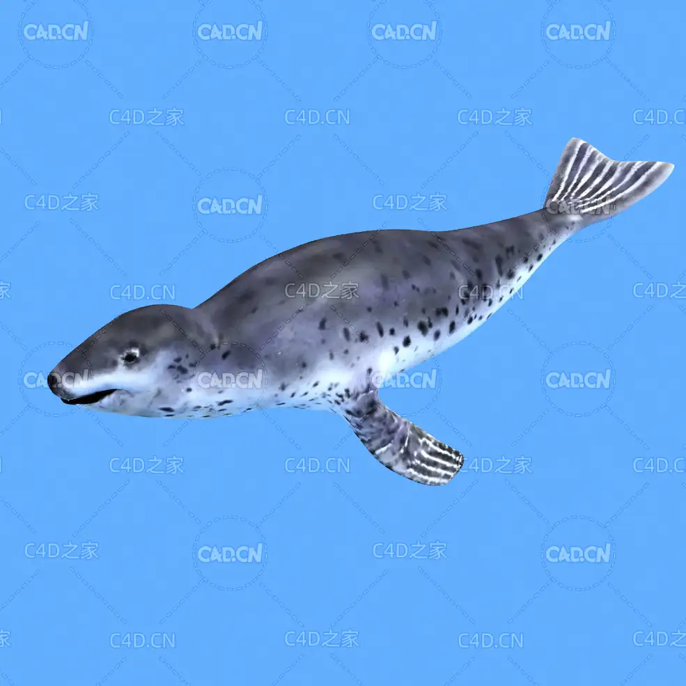 豹海豹C4D绑定动画模型 leopard seal c4d model - C4D之家 - 37.jpg