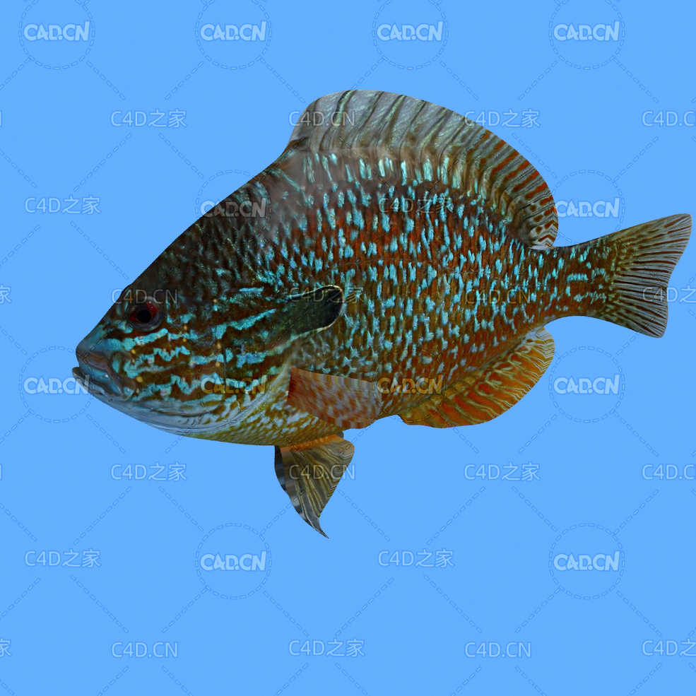 长耳太阳鱼C4D绑定动画模型 longear sunfish c4d model