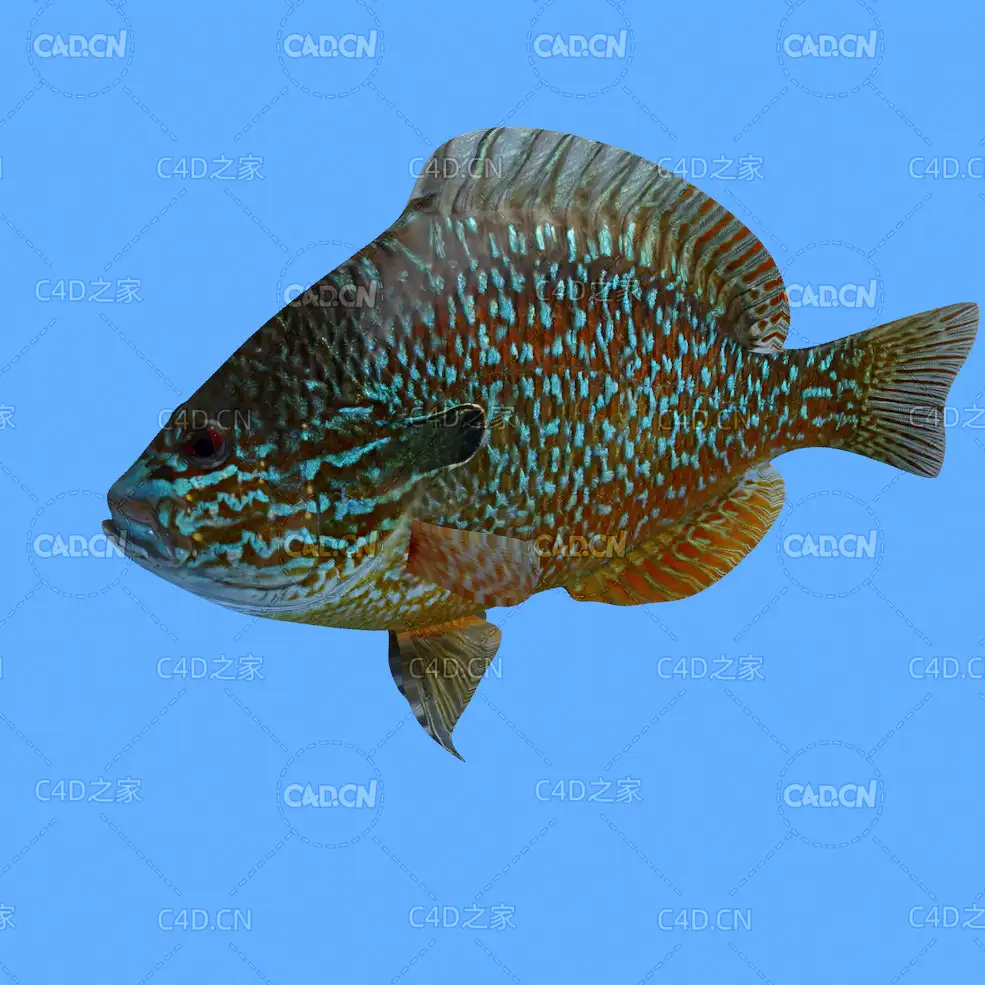 长耳太阳鱼C4D绑定动画模型 longear sunfish c4d model
