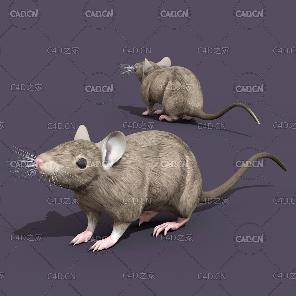 低面卡通老鼠C4D模型 mouse - C4D之家 - 19.jpg