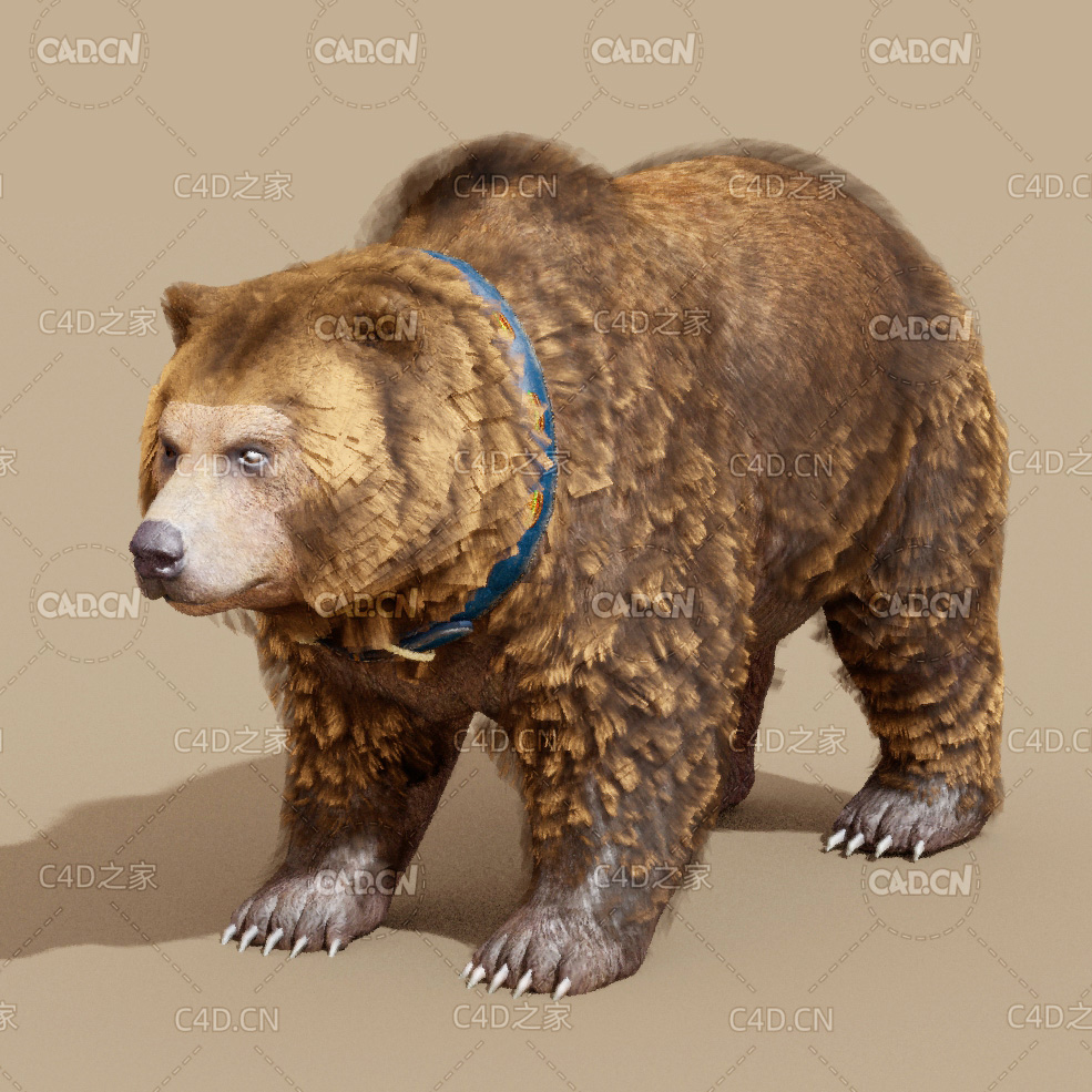 大棕熊C4D模型 Big brown bear