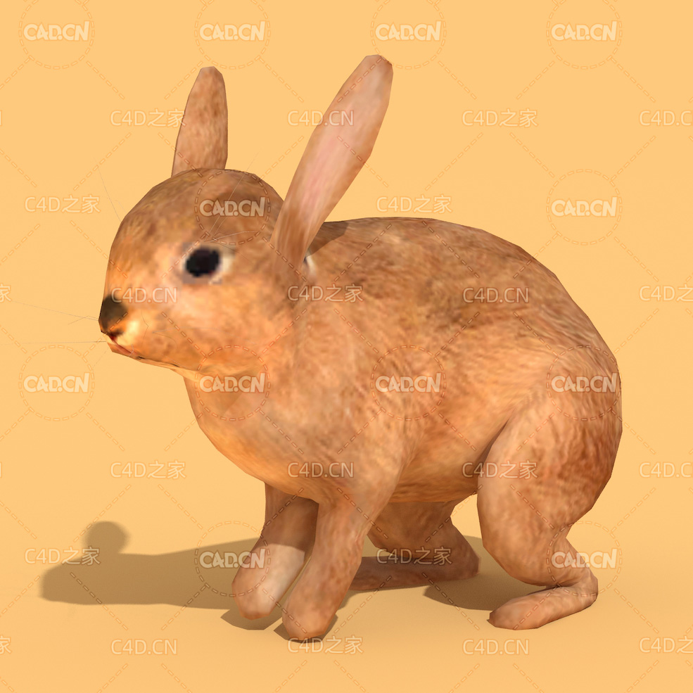 奔跑的兔子绑定动画C4D模型 rabbit - C4D之家 - 34.jpg