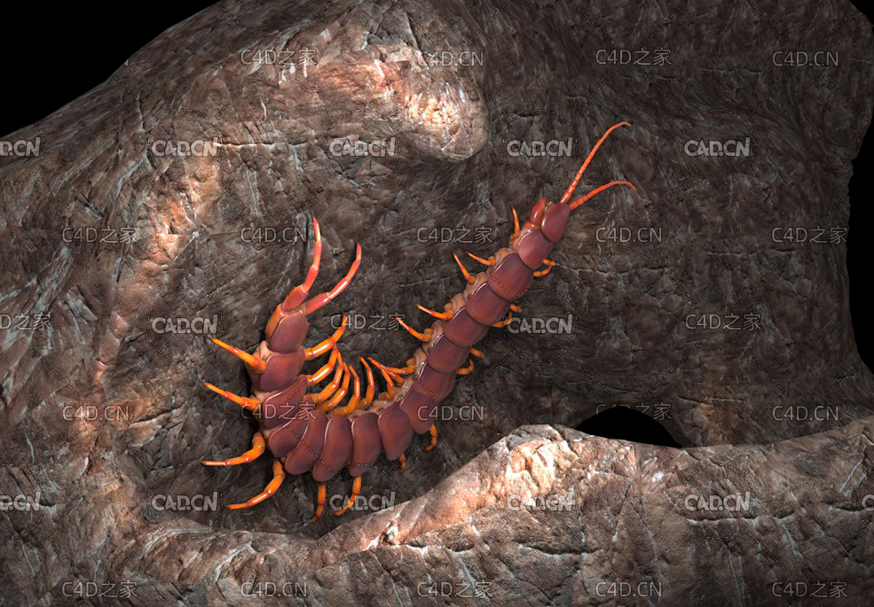 C4D蜈蚣动画模型 centipede 3d model