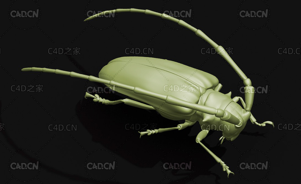马拉白星天牛 昆虫甲虫C4D模型 Anoplophora malasiaca - C4D之家 - 01.jpg