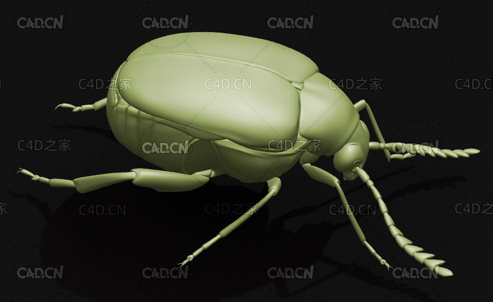 绿豆虫绿豆象 昆虫甲虫C4D模型 Callosobruchus chinensis - C4D之家 - 02.jpg