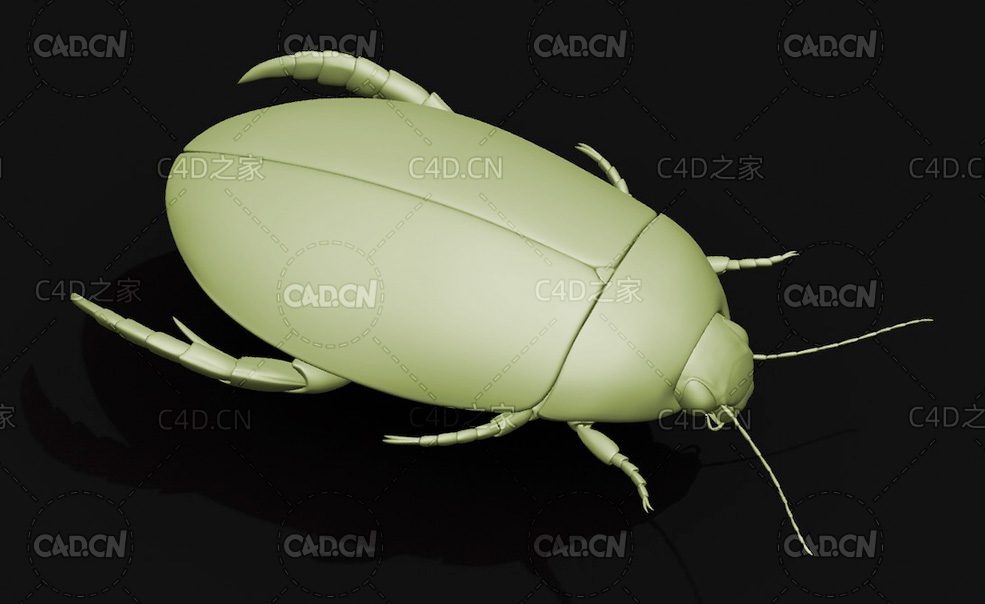 黄边大龙虱 昆虫甲虫C4D模型 Cybister japonicus - C4D之家 - 04.jpg