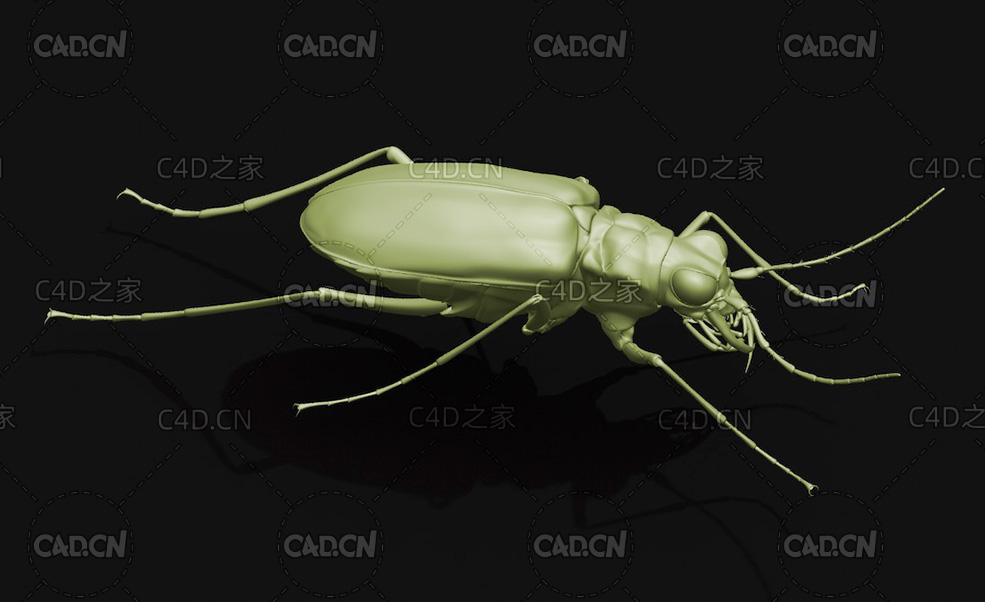 芽斑虎甲 昆虫甲虫C4D模型 Cicindela japonica - C4D之家 - 03.jpg