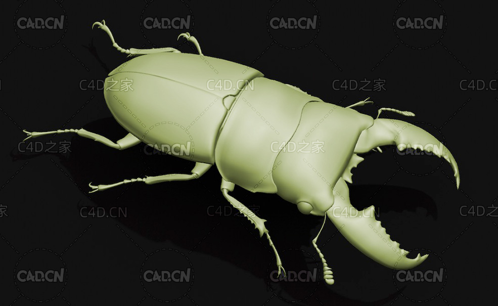 巨扁锹形虫 昆虫甲虫C4D模型 Dorcus titanus - C4D之家 - 06.jpg