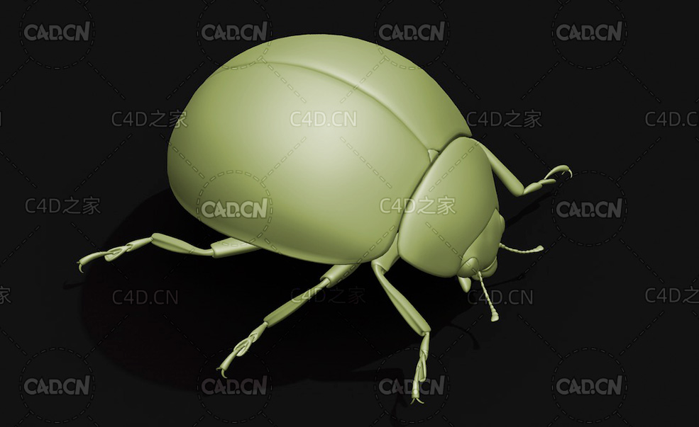 异色瓢虫 昆虫甲虫C4D模型 Harmonia axyridis - C4D之家 - 08.jpg