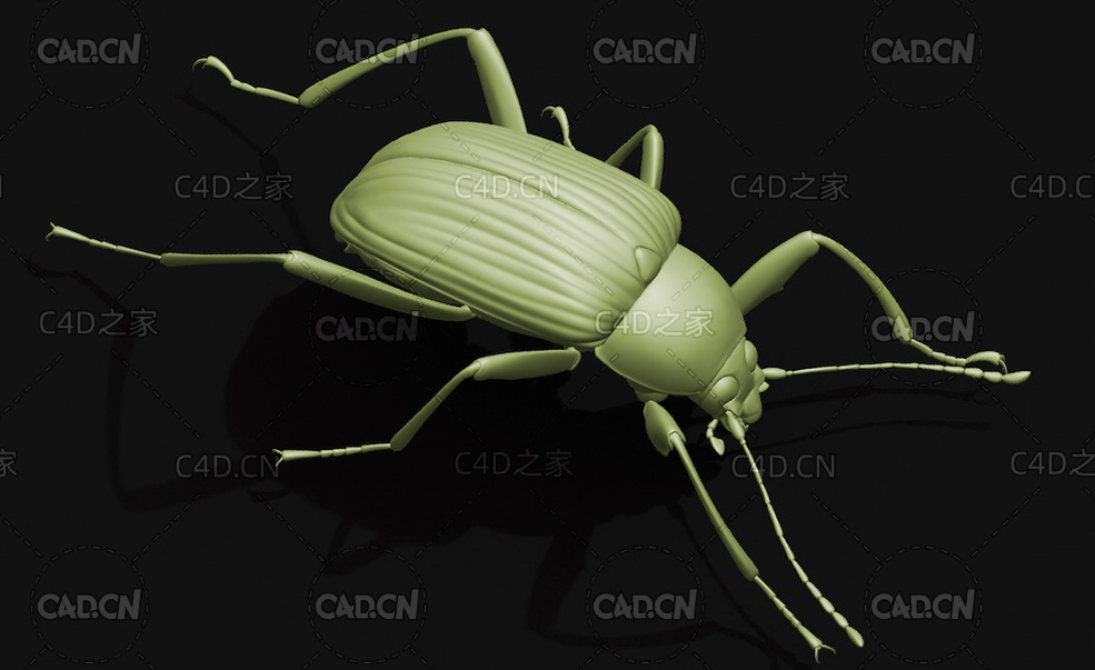 墨伪花金龟 昆虫C4D模型 Plesiophthalmus nigrocyaneus - C4D之家 - 10.jpg