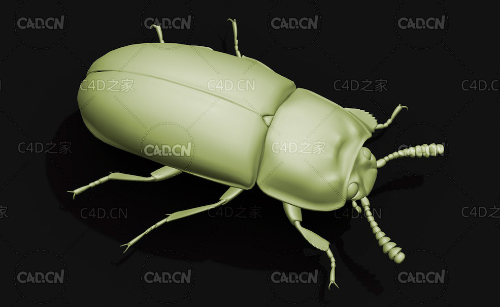 宽足齿甲 昆虫甲虫C4D模型 Uloma latimanus - C4D之家 - 14.jpg