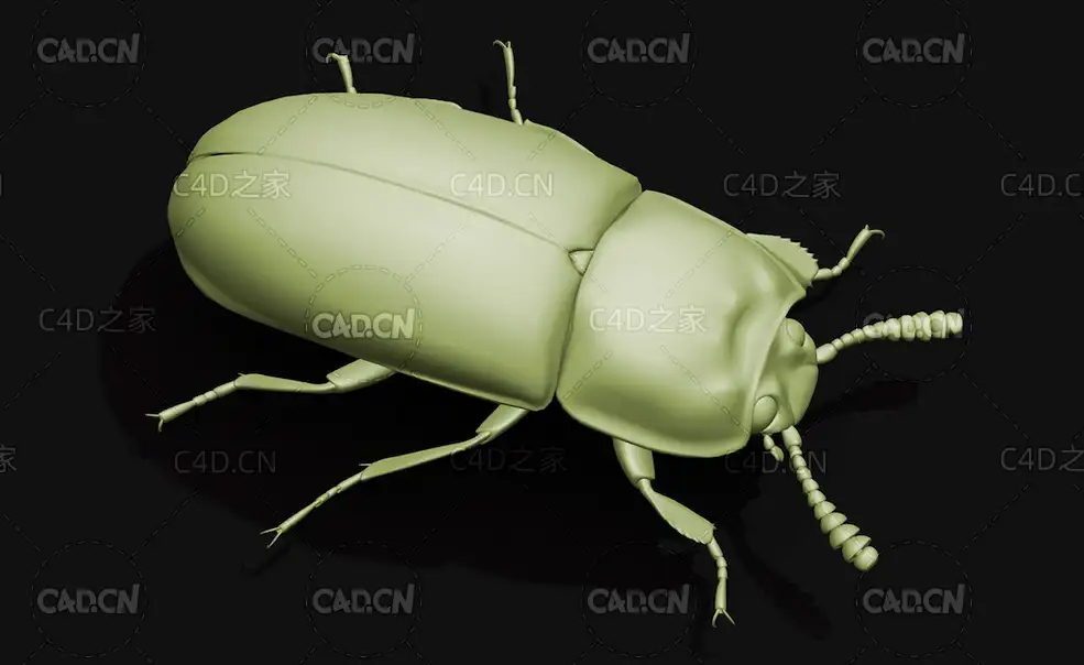 宽足齿甲 昆虫甲虫C4D模型 Uloma latimanus