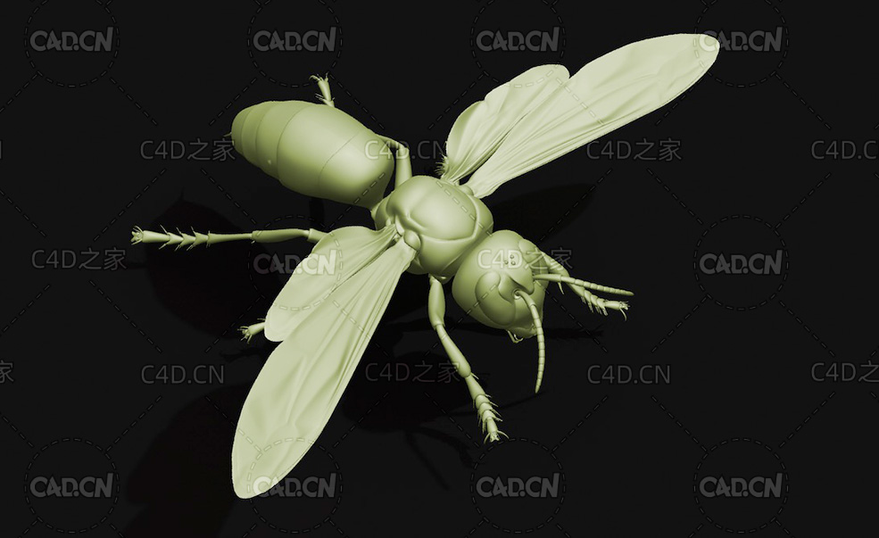 胡蜂中国大虎头蜂 昆虫C4D模型 Vespa mandarinia
