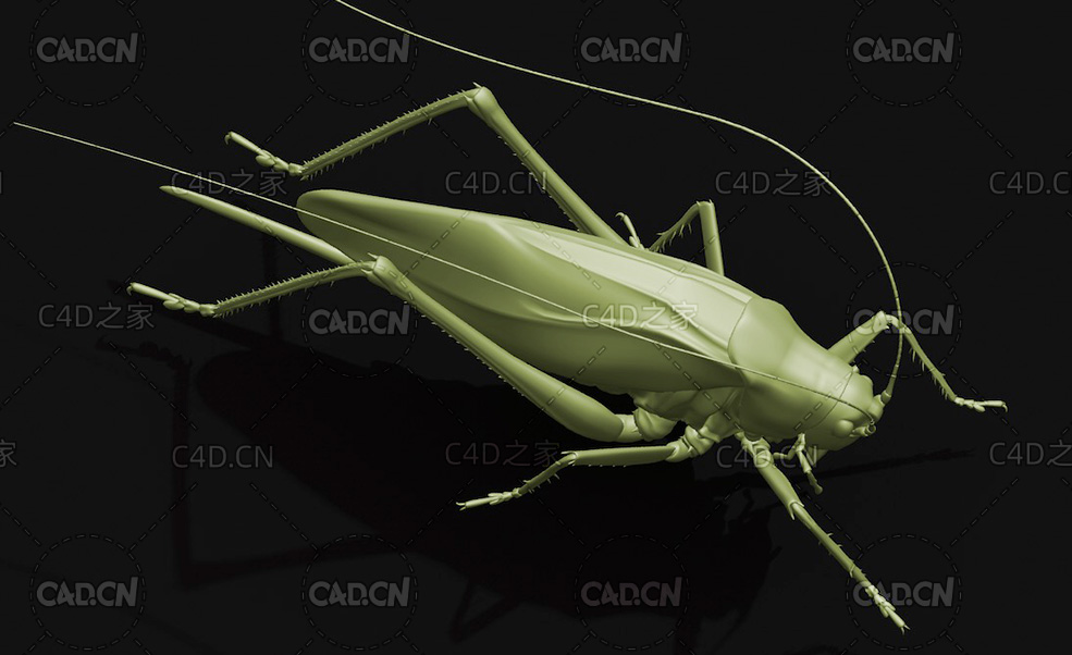 日本薮螽昆虫C4D模型 Tettigonia orientalis - C4D之家 - 16.jpg
