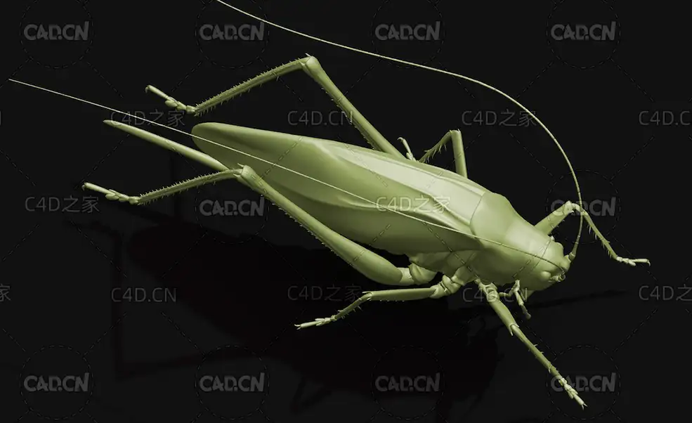 日本薮螽昆虫C4D模型 Tettigonia orientalis - C4D之家 - 16.jpg
