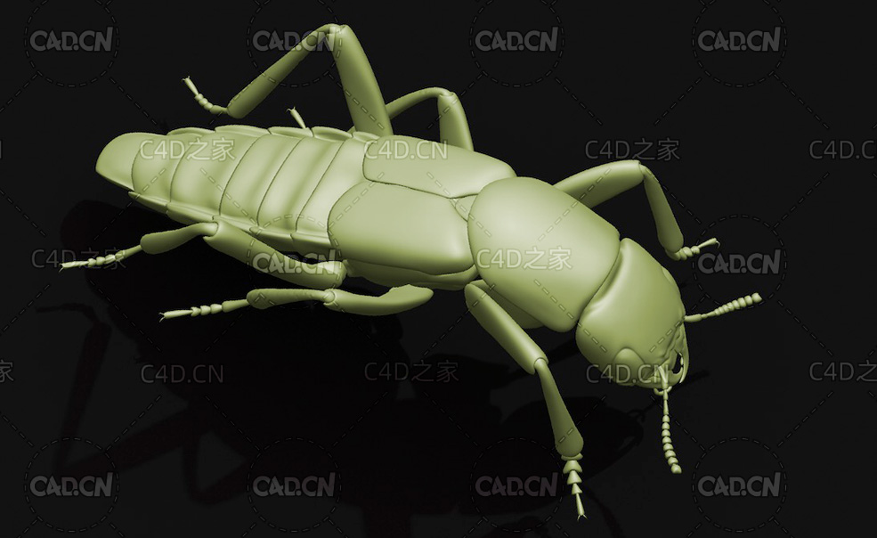 青腰虫影子虫隐翅虫科 昆虫甲虫C4D模型 Staphylinidae - C4D之家 - 17.jpg