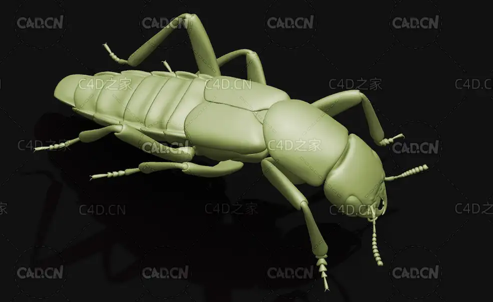 青腰虫影子虫隐翅虫科 昆虫甲虫C4D模型 Staphylinidae