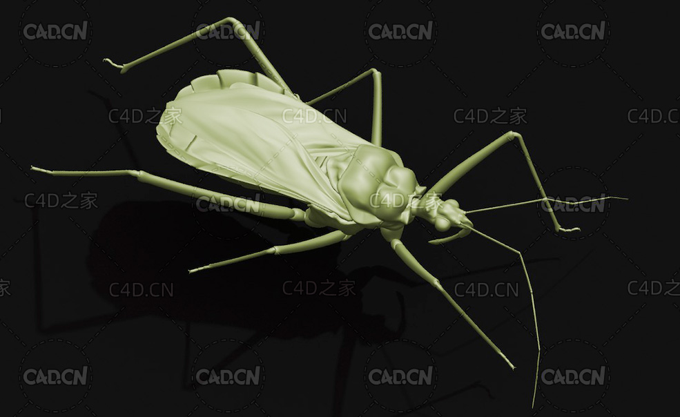 环斑猛猎蝽 昆虫C4D模型 Sphedanolestes impresicollis - C4D之家 - 18.jpg