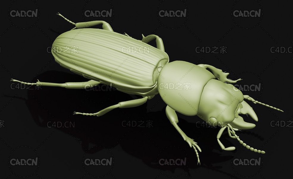 单齿蝼步甲 昆虫甲虫C4D模型 Scarites terricola - C4D之家 - 19.jpg
