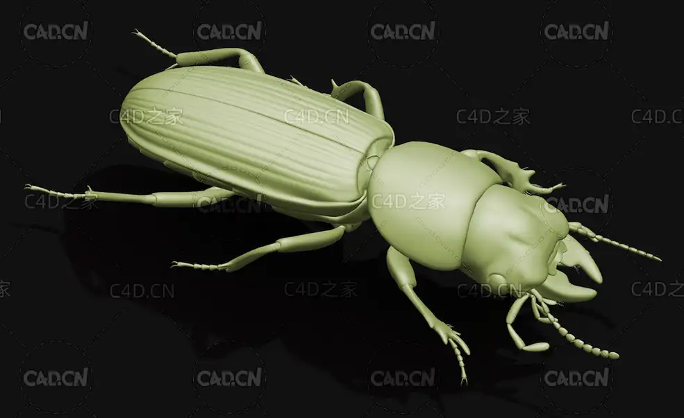 单齿蝼步甲 昆虫甲虫C4D模型 Scarites terricola
