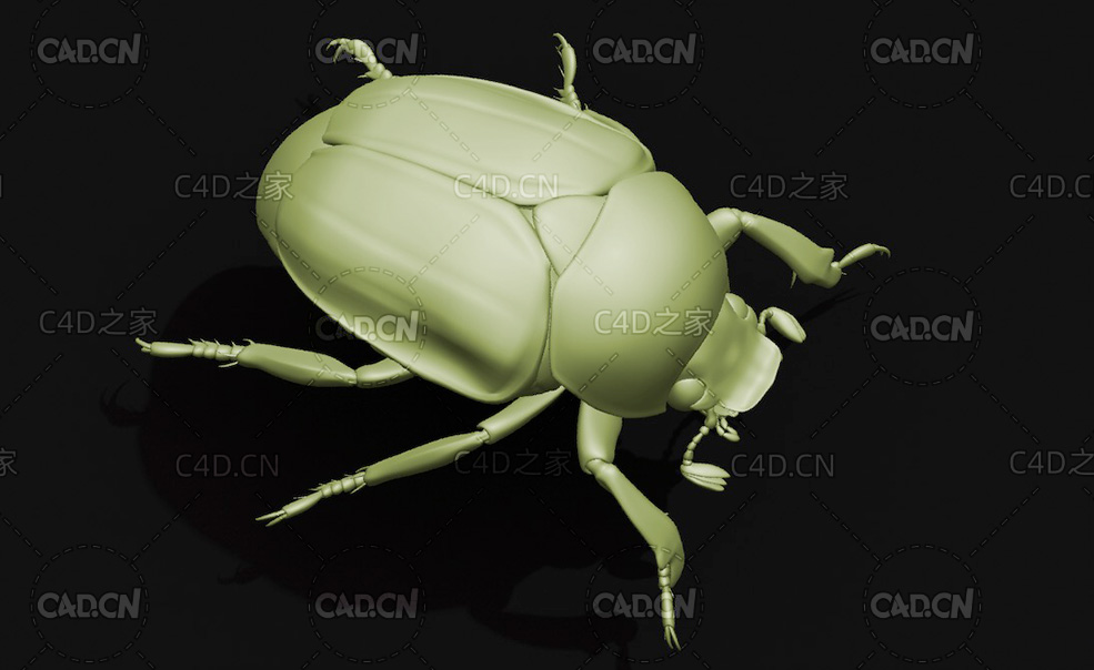 日本丽金龟 昆虫甲虫C4D模型 Popillia japonica - C4D之家 - 21.jpg