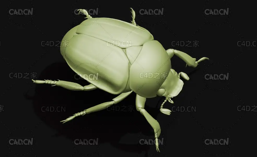 日本丽金龟 昆虫甲虫C4D模型 Popillia japonica