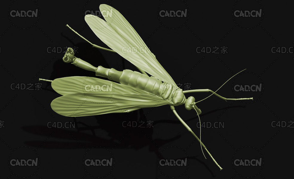 日本蝎蛉 昆虫C4D模型 Panorpa japonica - C4D之家 - 22.jpg
