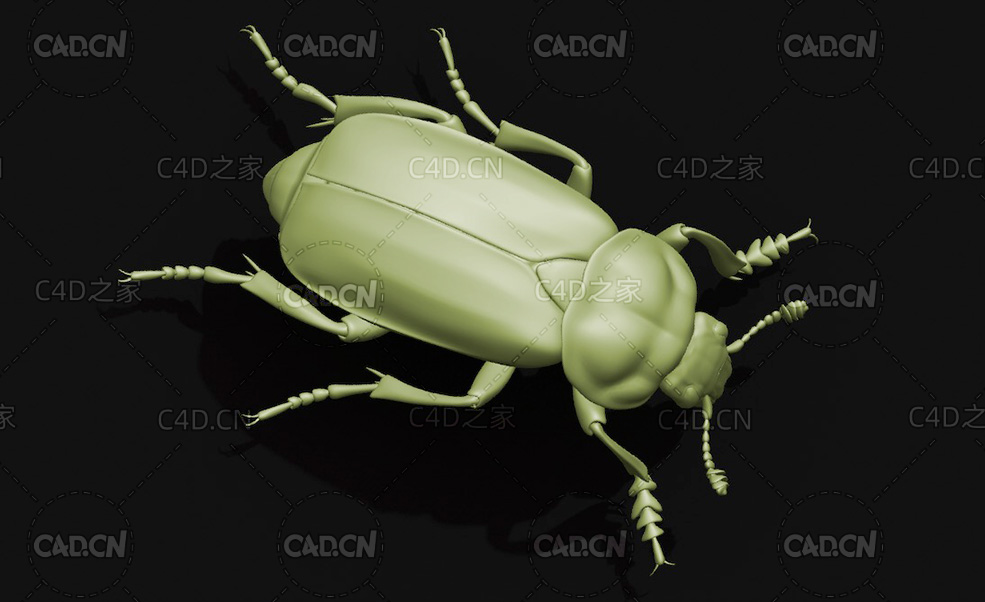 日本埋葬虫覆葬甲 昆虫甲虫C4D模型 Nicrophorus japonicus - C4D之家 - 23.jpg