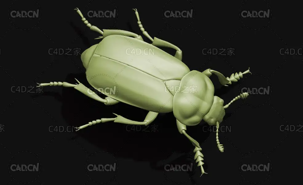 日本埋葬虫覆葬甲 昆虫甲虫C4D模型 Nicrophorus japonicus
