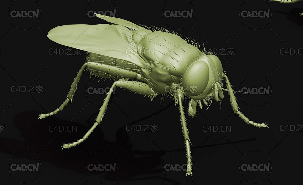 苍蝇家蝇 昆虫C4D模型 Musca domestica - C4D之家 - 24.jpg