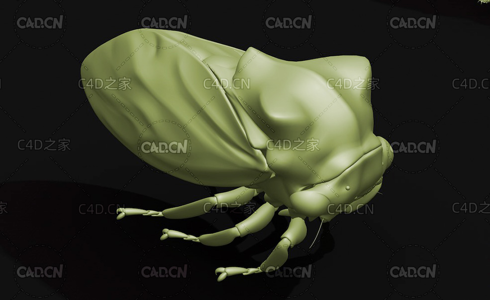 西伯利亚脊角蝉 昆虫C4D模型 Machaerotypus sibiricus - C4D之家 - 25.jpg