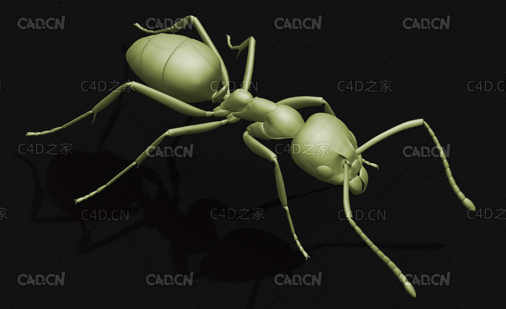 蚂蚁阿根廷蚁 昆虫C4D模型 Linepithema humile