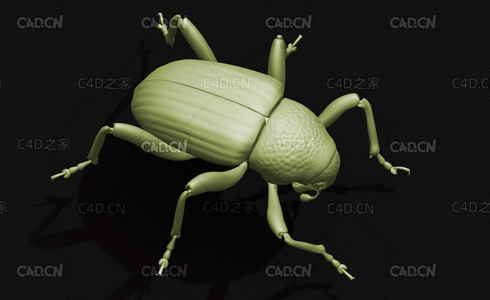 西印度甘薯象甲 昆虫甲虫C4D模型 Euscepes postfasciatus - C4D之家 - 27.jpg