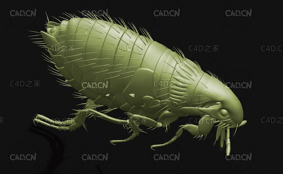 猫跳蚤 猫蚤 昆虫C4D模型 Ctenocephalides felis - C4D之家 - 28.jpg