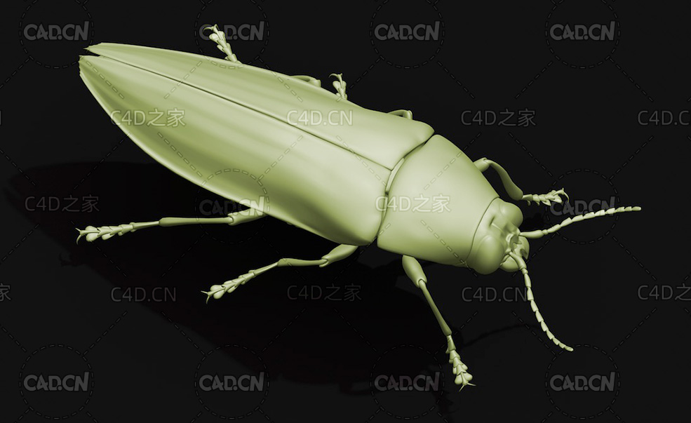 爆皮虫 锈皮虫 彩虹吉丁虫 昆虫甲虫C4D模型 Chrysochroa fulgidissimna